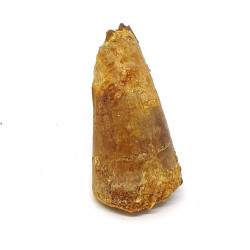 elosuchus cherifiensis (tooth)