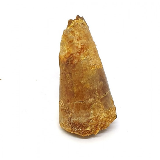 elosuchus cherifiensis (tooth)