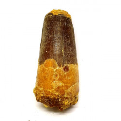 spinosaurus aegypticus (tooth)
