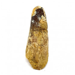 spinosaurus aegypticus (tooth)
