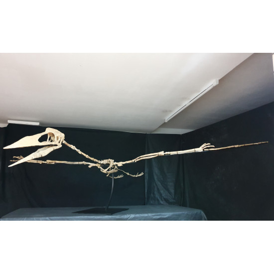 Phosphatodraco mauritanicus (Pterosaure) Phosphatodraco mauritanicus (Pterosaure)
