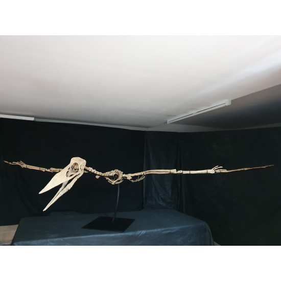 Phosphatodraco mauritanicus (Pterosaure) Phosphatodraco mauritanicus (Pterosaure)