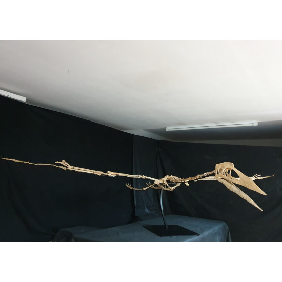Phosphatodraco mauritanicus (Pterosaure) Phosphatodraco mauritanicus (Pterosaure)