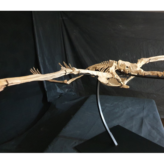 Phosphatodraco mauritanicus (Pterosaure) Phosphatodraco mauritanicus (Pterosaure)