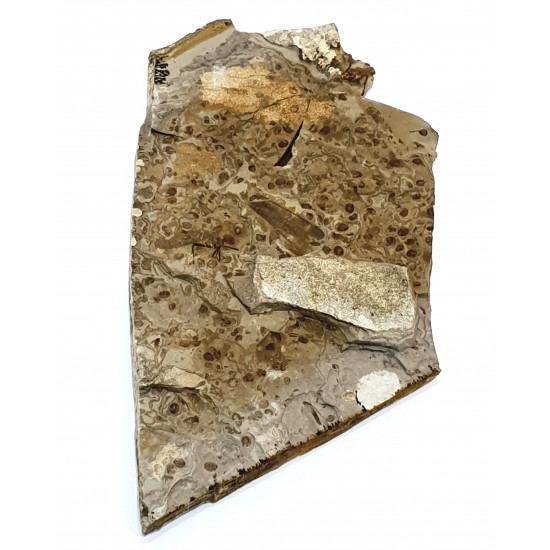 Hagiphama paradoxa et orthopteran sp