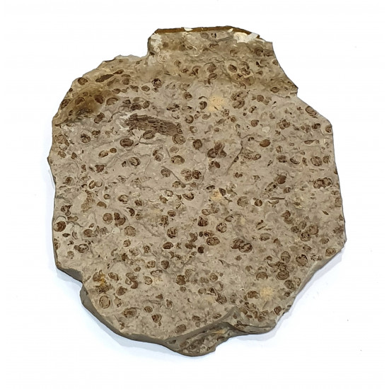 tettigarcta tomentosa