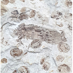 tettigarcta tomentosa