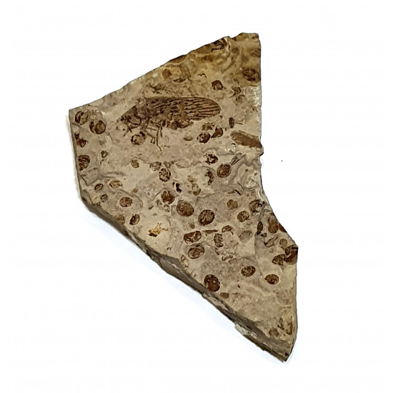 tettigarcta tomentosa