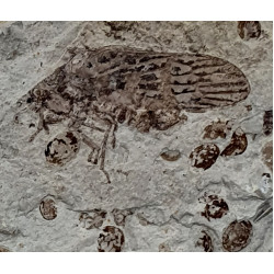 tettigarcta tomentosa