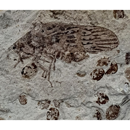 tettigarcta tomentosa