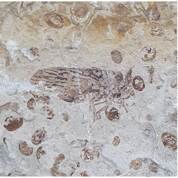 tettigarcta tomentosa