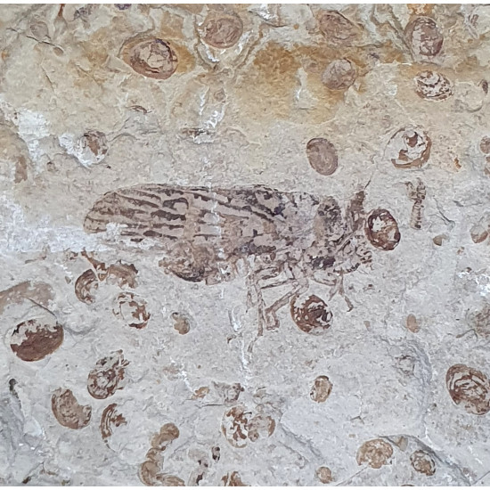 tettigarcta tomentosa