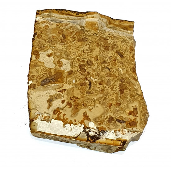 hemiptera sp.