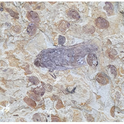 hemiptera sp.