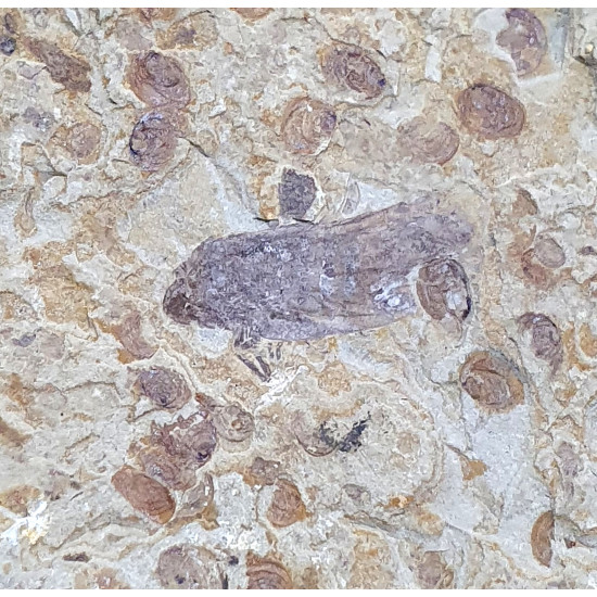 hemiptera sp.