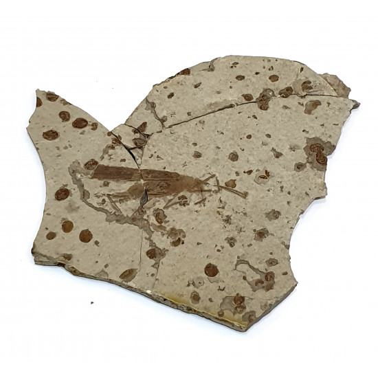 Cricket fossil