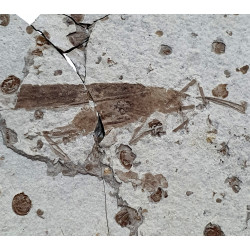 Cricket fossil