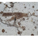 Cricket fossil