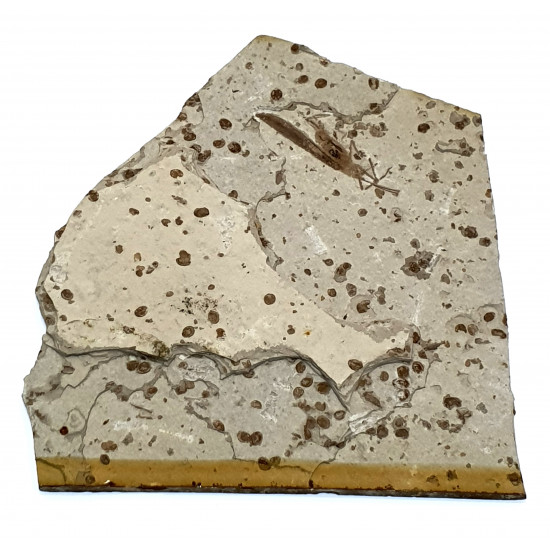 Cricket fossil
