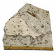 Cricket fossil