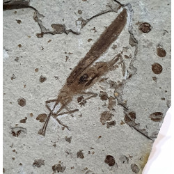 Cricket fossil