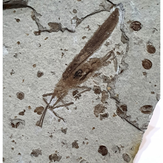Cricket fossil