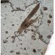 Cricket fossil