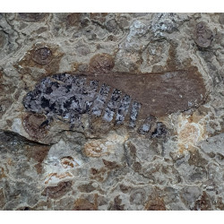 hemiptera sp.