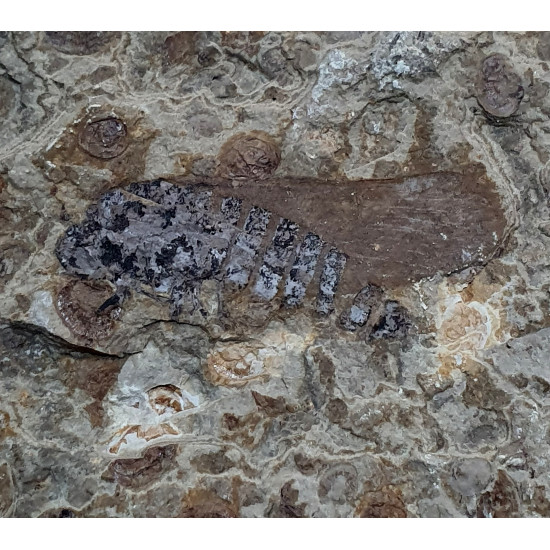 hemiptera sp.