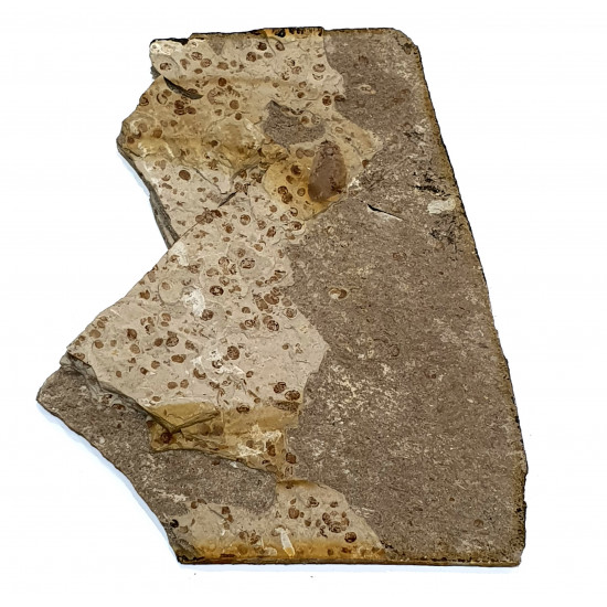 Neuroptera sp.