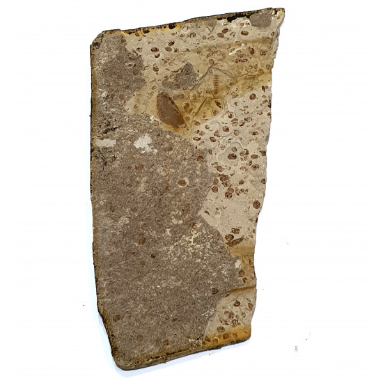 Neuroptera sp.