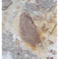 Neuroptera sp.