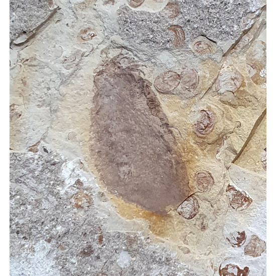 Neuroptera sp.