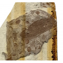 Neuroptera sp.