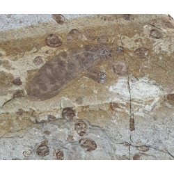 Neuroptera sp.