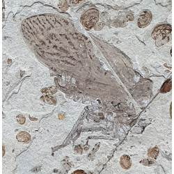 tettigarcta tomentosa