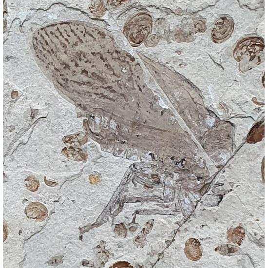 tettigarcta tomentosa