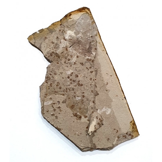 Anthoscytina brevineura