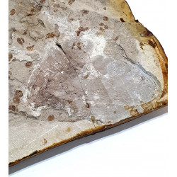 Anthoscytina brevineura