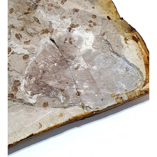 Anthoscytina brevineura