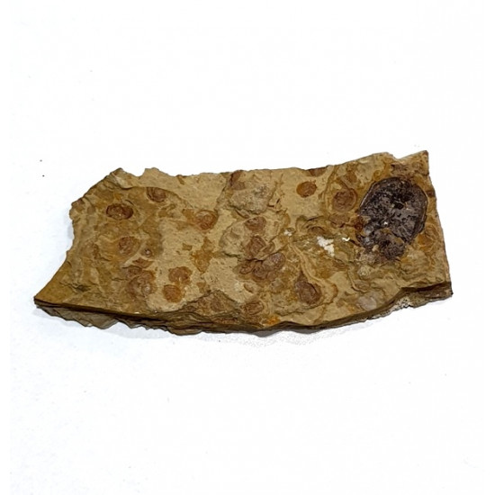 Cretohister sinensis