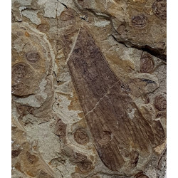 Hagiphama paradoxa et orthopteran habrohagla