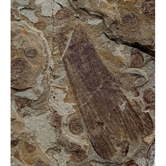 Hagiphama paradoxa et orthopteran habrohagla