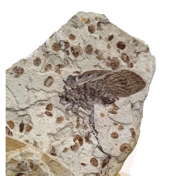 tettigarcta tomentosa