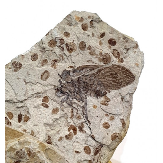 tettigarcta tomentosa