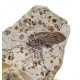 tettigarcta tomentosa