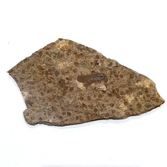 Hemiptera sp.
