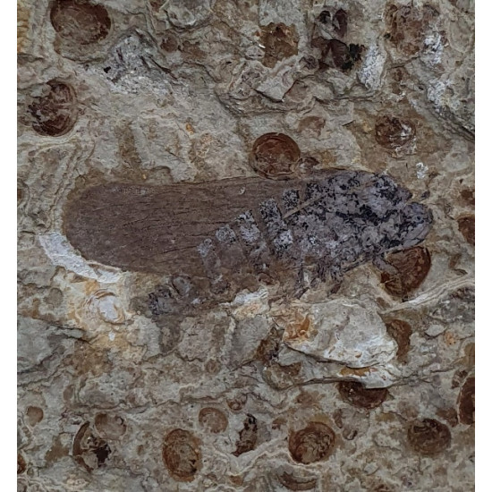 Hemiptera sp.