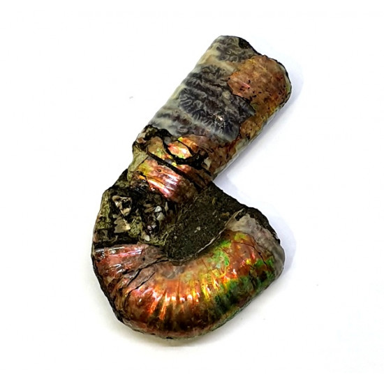 Metahamites sablieri
