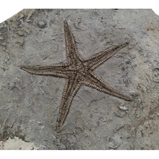 astropecten martis